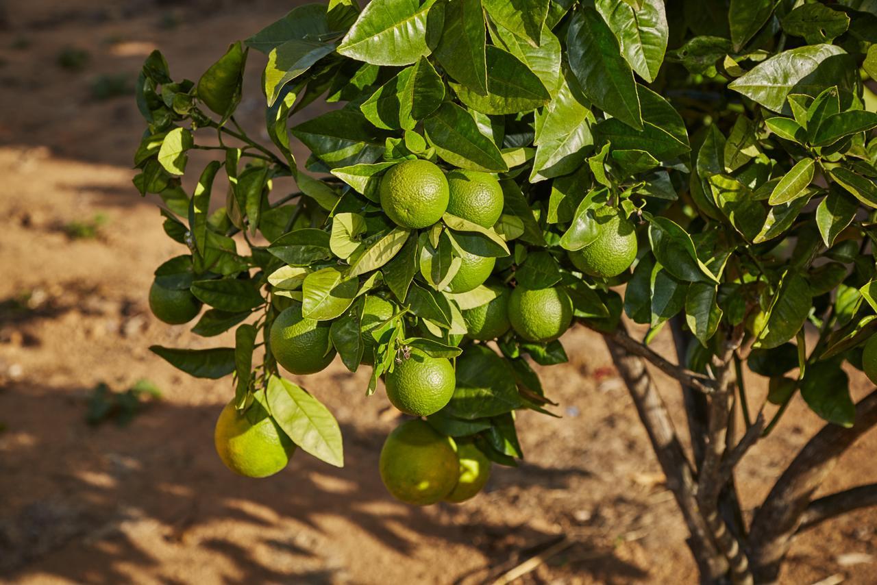 Alto Paraíso de Goiás Eit Eco Inteligente 빌라 외부 사진